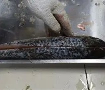 九游-关于鱼鳞大鱼大获全胜，期待向前方迈进的信息